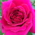 Czerwony  - Angielska róża - The Dark Lady